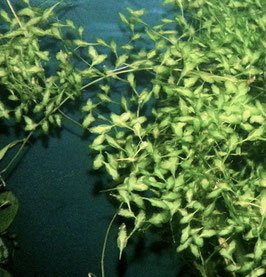 Dreifurchige Wasserlinse