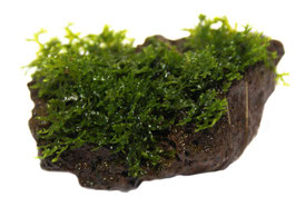 Korallen Moos