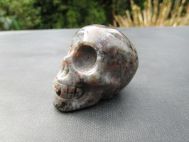 Yooperliet skull