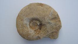 Ammoniet