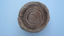 Stromatoliet 4