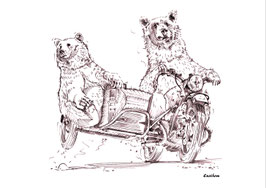 Les ours