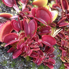 Dionaea muscipula "Red Sawtooth"