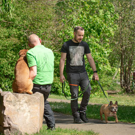 5 x 1 Stunde individuelles Hundetraining