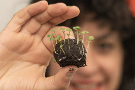 BOMBA DE SEMILLAS PARA CULTIVAR HIERBAS AROMÁTICAS