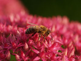 Bienenpatenschaft - 3 Monate -