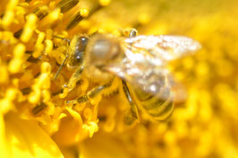 Bienenpatenschaft - 12 Monate -