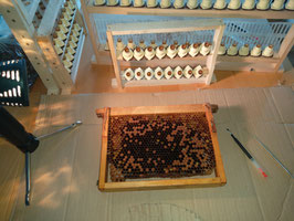 Zuchtseminar 1