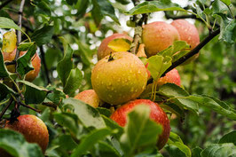 Streuobst Apfel