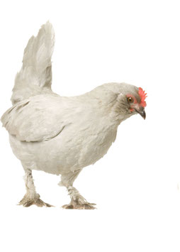 Poule OLIVE EGGER