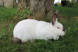 Lapin californien et Néo zélandais