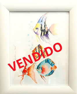 PECES DE COLORES