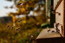 Besitzurkunde über 10 qm wertvolles Bienenschutzgebiet im geschützten Biosphärenreservat „Honigbienenfeld“ für die Laufzeit von 12 Monaten. (Sofortiger Download nach Zahlungsbestätigung)