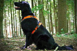 Y-Geschirr LEO