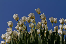 Tulpen