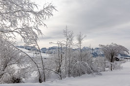 Bachlauf mit Winterbäumen