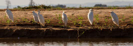 Vögel Madagaskar 2