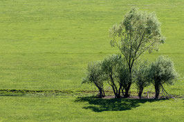 Baumgruppe Montenegro