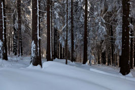 Schneebäume 6