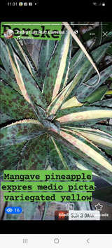 mangave pineapple expres medio picta variegated pereke -baby 7cm