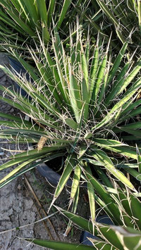 Yucca filifera 30cm VE