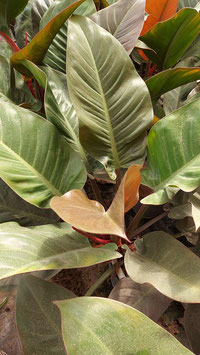 philodendron rojo congo vs imperial red