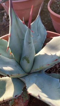 Agave parryi compact 2 VY