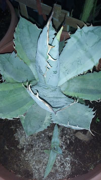 Agave titanota marginata variegated special  baby  de 6cm