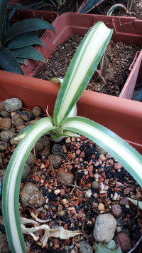 Agave ingens medio picta new