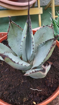 AGAVE PARRYI F. CUBIC