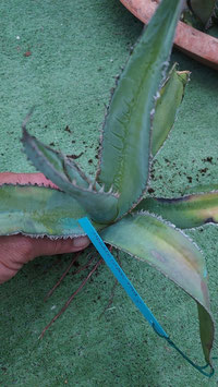 Agave megalodonta 3 marginata variegated