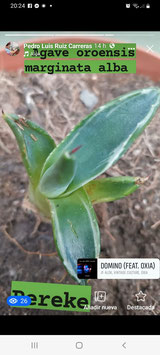 New plant agave oroensis marginata alba planta muy special