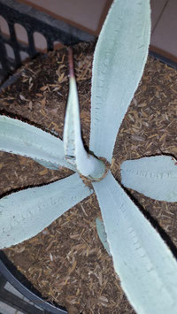 agave pygmea dragon toes  2x 1   marginata suave  mas regalo de una planta por navidad marginata suave
