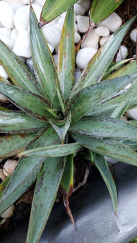 Mangave pineapple colour inverso medio picta jardinera 8cm plant