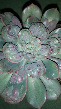 Echeveria raindrops