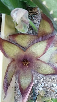 stapelia gigantea hybrid viola verde    -tallo