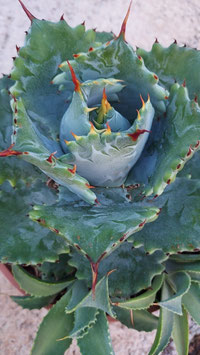 Agave ithsmensis compact   VA