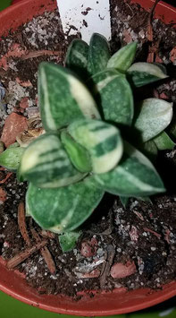 Gasteria maculata variegated special clone baby  - 3CM