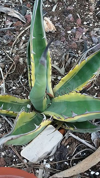 agave scabra marginata variegated    baby 5cm