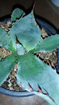 Agave colorata special form spines 3