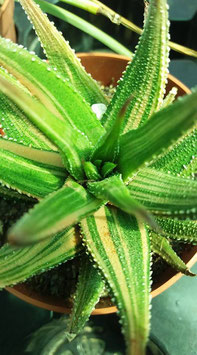 haworthia fasciata variegated     - envio  sin  maceta