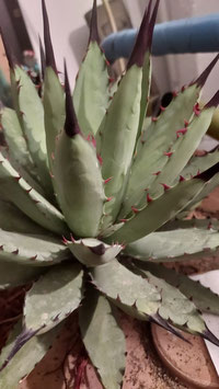 Agave macrocantha green special form
