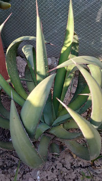 Special hybrid agave  X MANGAVE  - de 15cm  special form