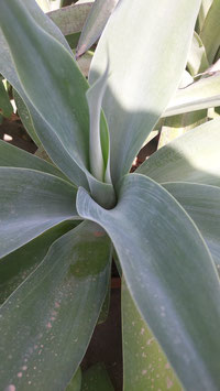 Agave boutin blue