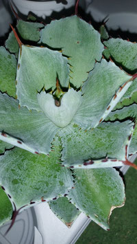 Agave potatorum kissiokan green de 10cm