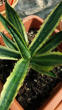 Agave lophanta marginata variegated   baby de 5 a 6cm -natural madre striata variegated