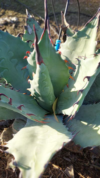 Agave parryi f.4 VH