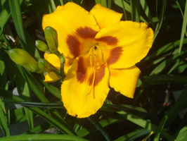Hemerocallis Hybride 'Black Eyed Susan', Taglilie