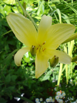 Hemerocallis altissima, Hohe Taglilie