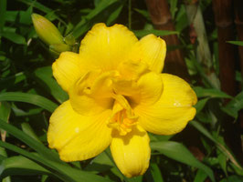 Hemerocallis Hybride 'Saucy Lady', Taglilie